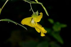 Yellow Jewelweed, Impatiens pallida
