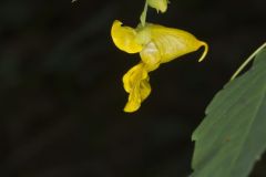 Yellow Jewelweed, Impatiens pallida