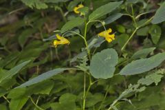 Yellow Jewelweed, Impatiens pallida
