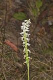 Yellow nodding Ladies' Tresses, Spiranthes ochroleuca