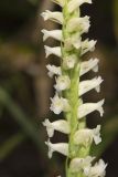 Yellow nodding Ladies' Tresses, Spiranthes ochroleuca