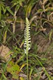 Yellow nodding Ladies' Tresses, Spiranthes ochroleuca