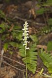 Yellow nodding Ladies' Tresses, Spiranthes ochroleuca