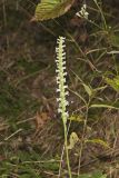 Yellow nodding Ladies' Tresses, Spiranthes ochroleuca