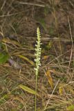 Yellow nodding Ladies' Tresses, Spiranthes ochroleuca