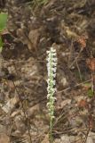 Yellow nodding Ladies' Tresses, Spiranthes ochroleuca