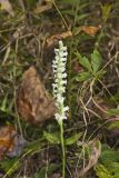 Yellow nodding Ladies' Tresses, Spiranthes ochroleuca