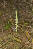 Yellow nodding Ladies' Tresses, Spiranthes ochroleuca