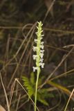 Yellow nodding Ladies' Tresses, Spiranthes ochroleuca