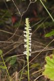 Yellow nodding Ladies' Tresses, Spiranthes ochroleuca