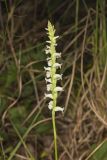 Yellow nodding Ladies' Tresses, Spiranthes ochroleuca