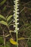 Yellow nodding Ladies' Tresses, Spiranthes ochroleuca
