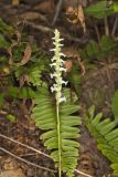 Yellow nodding Ladies' Tresses, Spiranthes ochroleuca