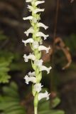 Yellow nodding Ladies' Tresses, Spiranthes ochroleuca