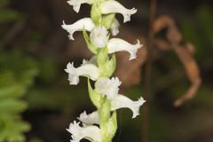 Yellow Nodding Ladies' Tresses