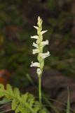 Yellow nodding Ladies' Tresses, Spiranthes ochroleuca