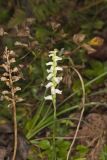 Yellow nodding Ladies' Tresses, Spiranthes ochroleuca