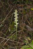 Yellow nodding Ladies' Tresses, Spiranthes ochroleuca