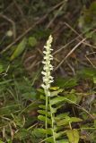 Yellow nodding Ladies' Tresses, Spiranthes ochroleuca
