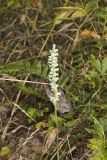 Yellow nodding Ladies' Tresses, Spiranthes ochroleuca