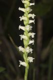 Yellow nodding Ladies' Tresses, Spiranthes ochroleuca