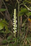 Yellow nodding Ladies' Tresses, Spiranthes ochroleuca