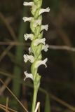 Yellow nodding Ladies' Tresses, Spiranthes ochroleuca