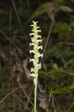 Yellow nodding Ladies' Tresses, Spiranthes ochroleuca