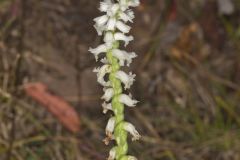 Yellow nodding Ladies' Tresses, Spiranthes ochroleuca