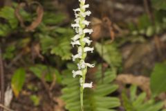 Yellow nodding Ladies' Tresses, Spiranthes ochroleuca