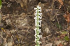 Yellow nodding Ladies' Tresses, Spiranthes ochroleuca