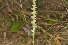 Yellow nodding Ladies' Tresses, Spiranthes ochroleuca