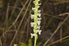 Yellow nodding Ladies' Tresses, Spiranthes ochroleuca
