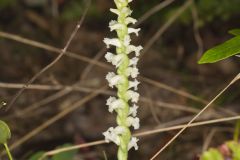 Yellow nodding Ladies' Tresses, Spiranthes ochroleuca