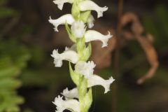 Yellow nodding Ladies' Tresses, Spiranthes ochroleuca
