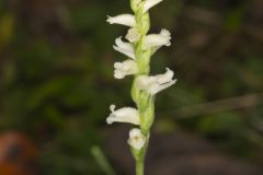 Yellow nodding Ladies' Tresses, Spiranthes ochroleuca