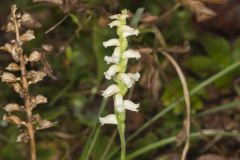 Yellow nodding Ladies' Tresses, Spiranthes ochroleuca