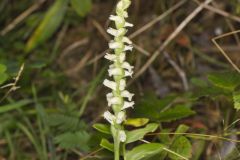 Yellow nodding Ladies' Tresses, Spiranthes ochroleuca