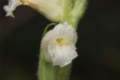 Yellow nodding Ladies' Tresses, Spiranthes ochroleuca