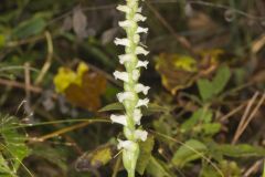 Yellow nodding Ladies' Tresses, Spiranthes ochroleuca