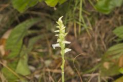 Yellow nodding Ladies' Tresses, Spiranthes ochroleuca