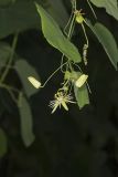 Yellow Passionflower, Passiflora lutea