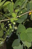 Yellow Passionflower, Passiflora lutea