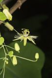 Yellow Passionflower, Passiflora lutea