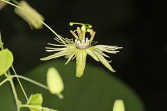 Yellow Passionflower
