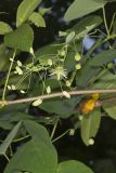 Yellow Passionflower, Passiflora lutea