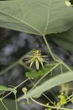 Yellow Passionflower, Passiflora lutea