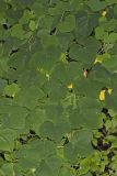 Yellow Passionflower, Passiflora lutea