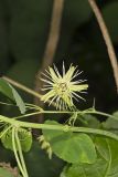 Yellow Passionflower, Passiflora lutea