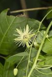 Yellow Passionflower, Passiflora lutea